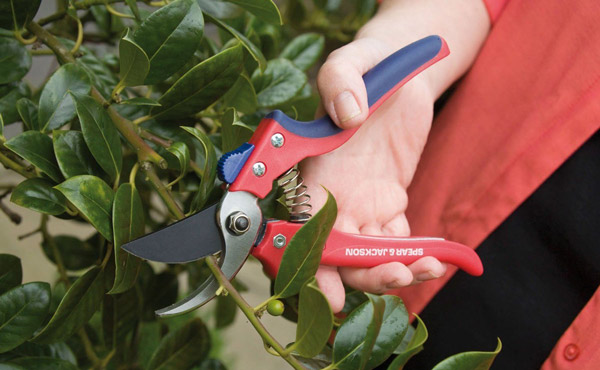 Cutting and Pruning