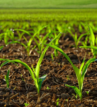 Fertilisers and Soil Conditioning