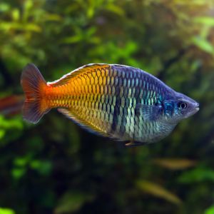 Boeseman's Rainbowfish (Extra large)