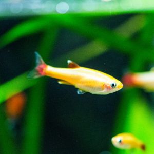 Danios & Minnows - Tropical Fish - Live Fish - In Store Only