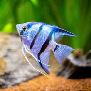Angel Fish Assorted (Extra Large)