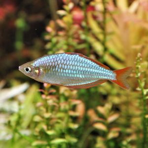 Praecox Rainbowfish (Medium)