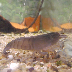 Armoured Shrimp (Medium)