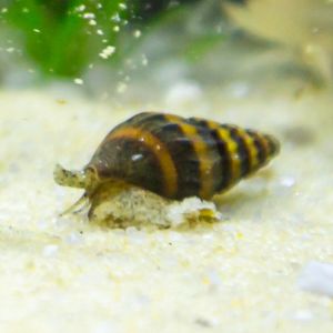 Aquatic Snail (Red/Yellow)