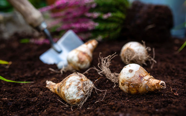 Autumn - Time to plant Spring flowering bulbs