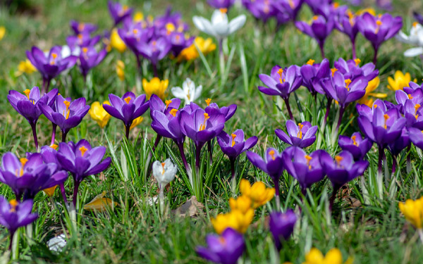 Naturalising - How to add colour to your lawn with bulbs
