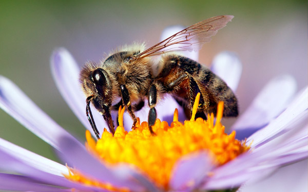 Feel the buzz of a bee pollinated garden!