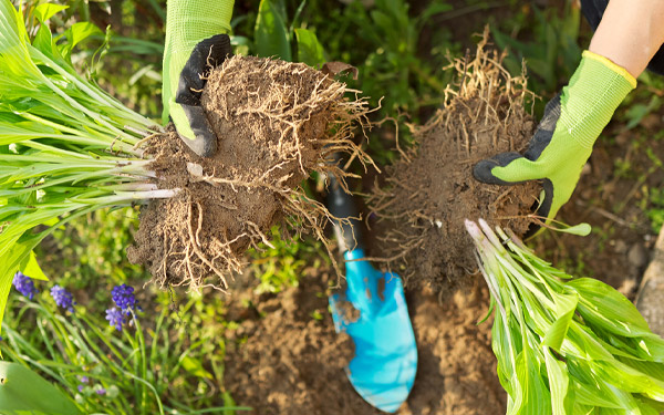 Multiply your Plants by Dividing Perennials