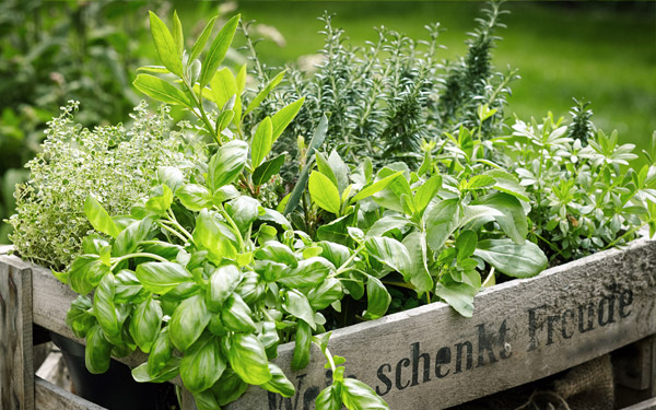 Quick guide to garden herbs for keen cooks