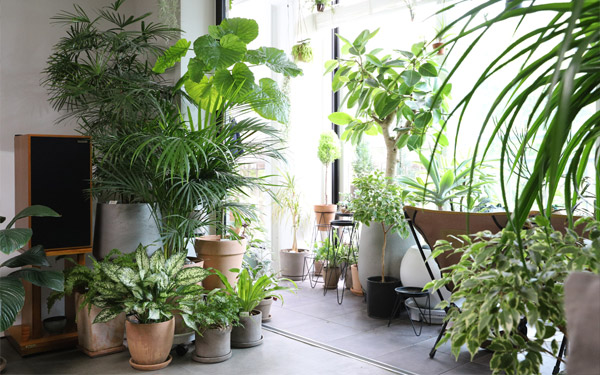 Caring for your indoor plants