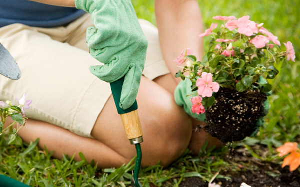 Garden jobs for May